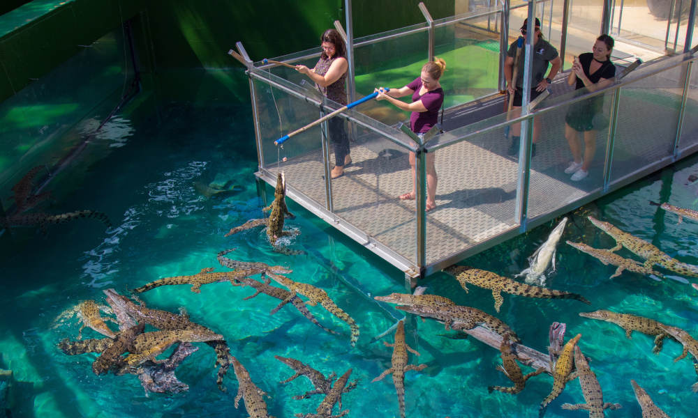 Crocosaurus Cove Crocodile Feeding & Reptile Tour