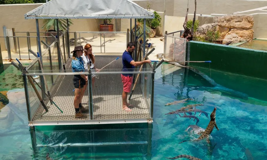Crocosaurus Cove Crocodile Feeding & Reptile Tour