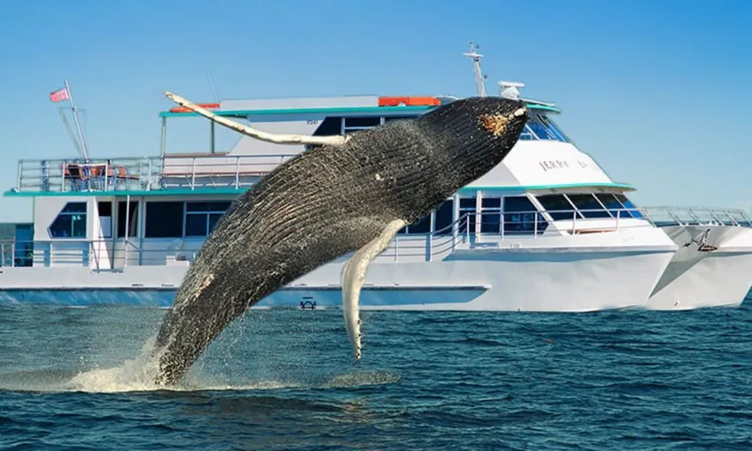 Sydney Whale Watching Afternoon Cruise, 4 Hours 