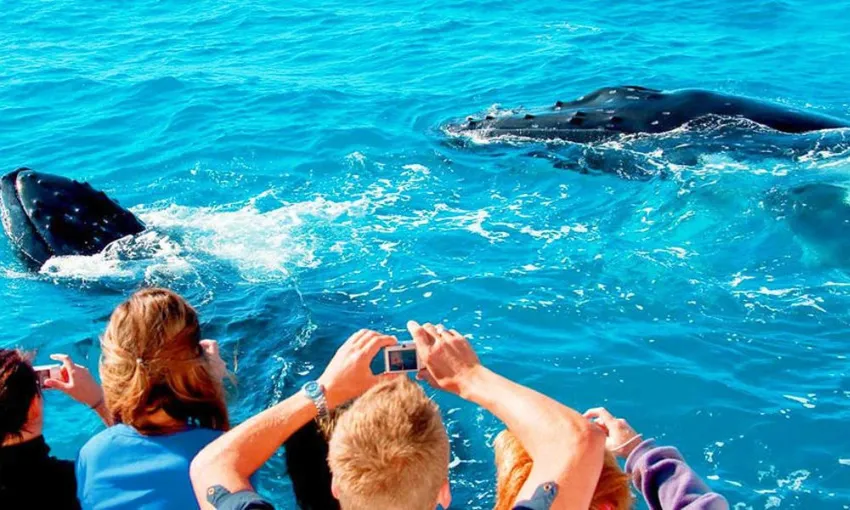 Sydney Whale Watching Afternoon Cruise, 4 Hours 