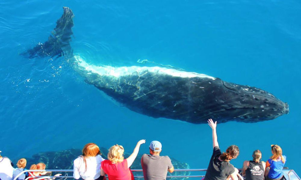 Whale Watching Cruise with Breakfast, 4 Hours - Sydney