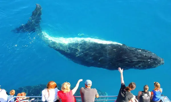 Whale Watching Cruise with Breakfast, 4 Hours - Sydney