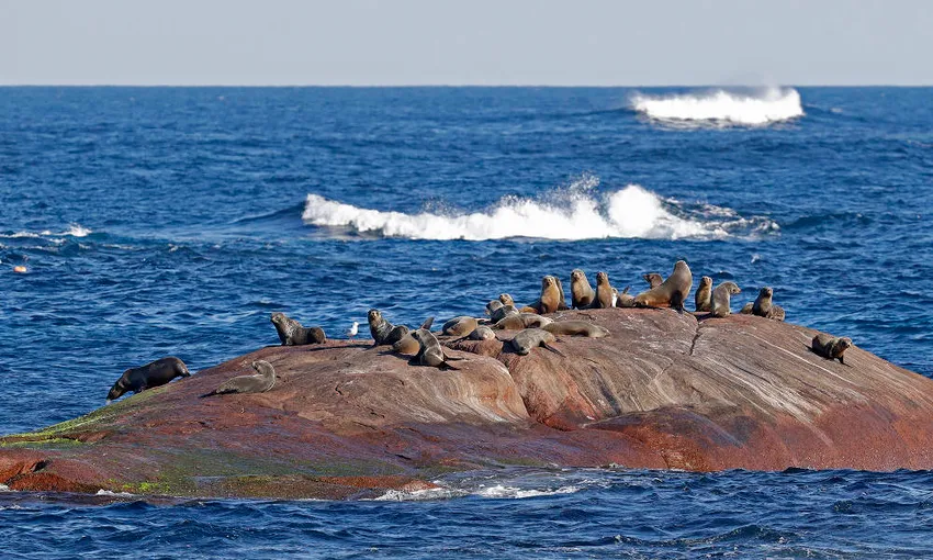 Augusta Morning Whale Watching Cruise, 2 Hours