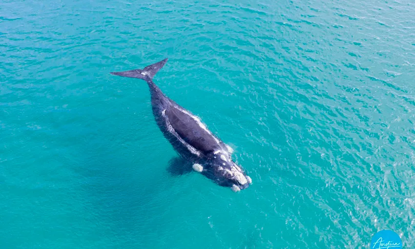 Augusta Morning Whale Watching Cruise, 2 Hours