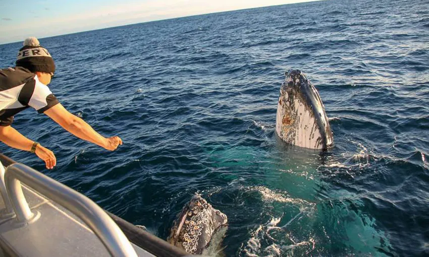 Augusta Afternoon Whale Watching Cruise, 2 Hours