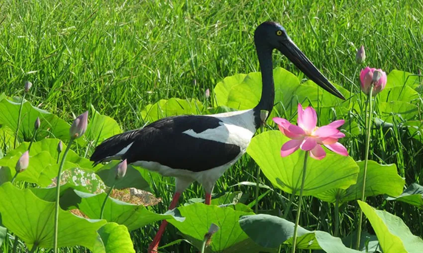 Darwin Wetland Wildlife Sunset Cruise, 2 Hours