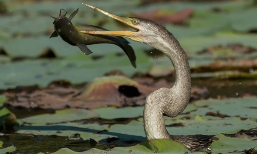 Darwin Wetland Wildlife Sunset Cruise, 2 Hours
