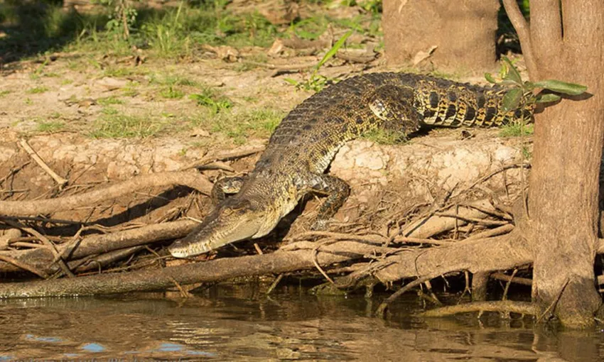 Darwin Wetland Wildlife Sunset Cruise, 2 Hours