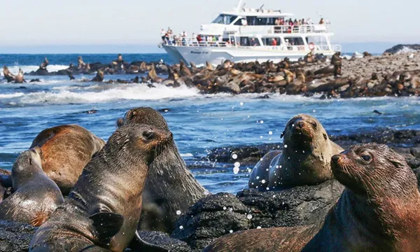 Phillip Island Seal Watching Cruise, 2 Hours