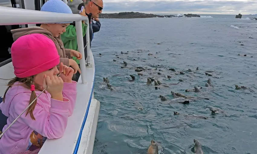 Phillip Island Seal Watching Cruise, 2 Hours 