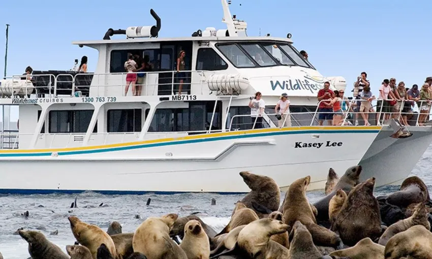 Phillip Island Seal Watching Cruise, 2 Hours 