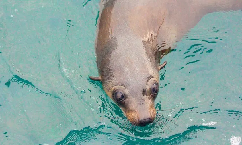 Phillip Island Seal Watching Cruise, 2 Hours 