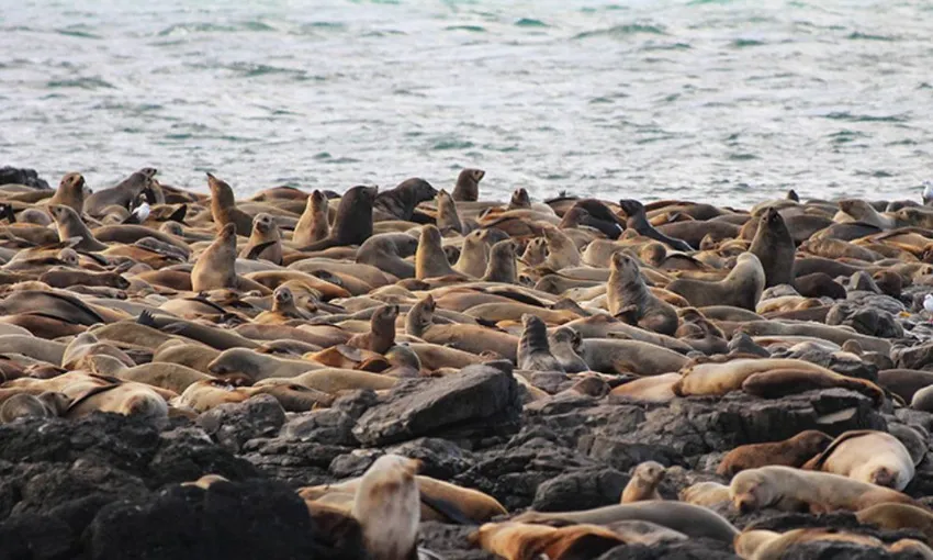 Phillip Island Seal Watching Cruise, 2 Hours 