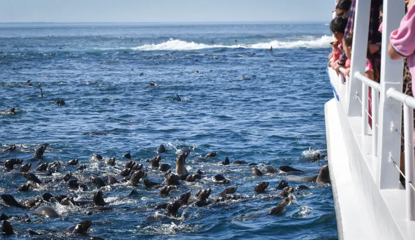 Phillip Island Seal Watching Cruise, 2 Hours 