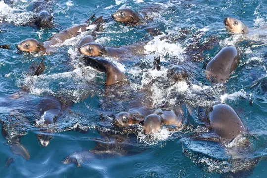 Phillip Island Seal Watching Cruise, 2 Hours 