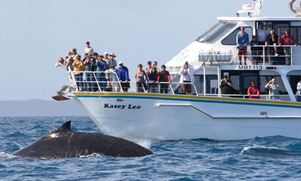 Phillip Island Whale Watching Cruise, 4 Hours 