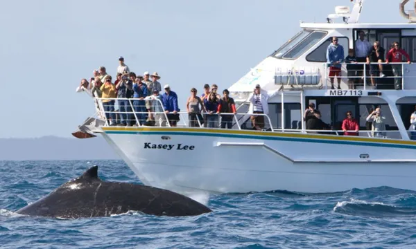 Phillip Island Whale Watching Cruise, 4 Hours