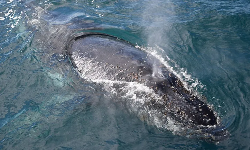 Phillip Island Whale Watching Cruise, 4 Hours