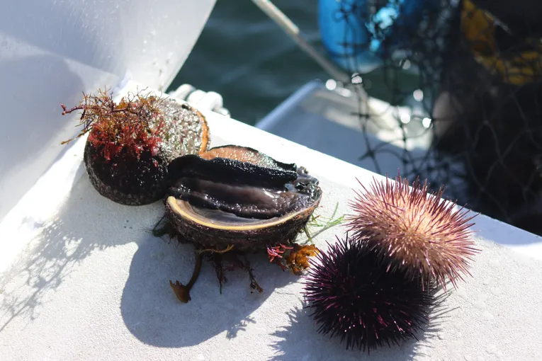 Ocean to Plate Seafood Cruise, Full Day - Hobart