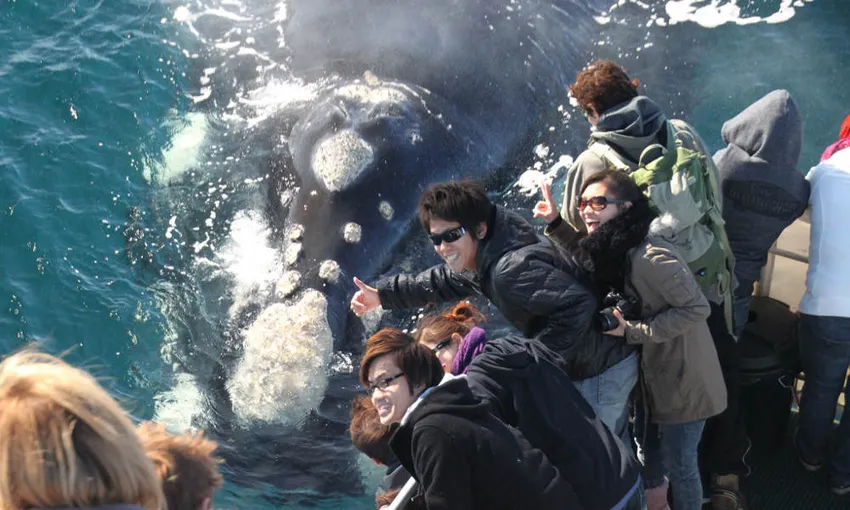 Dunsborough Afternoon Whale Watching Cruise, 2 Hours