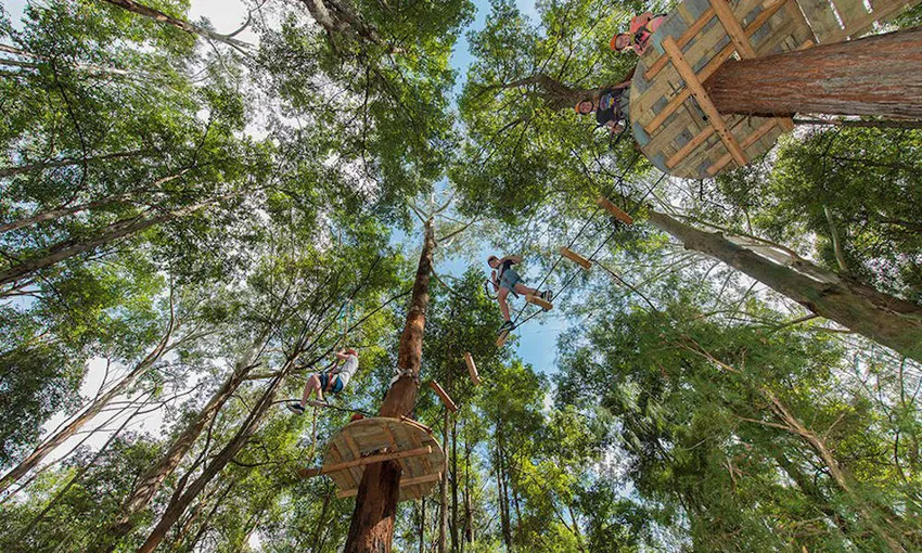 Central Coast Tree Top Adventure Park Course, 2.5 Hours