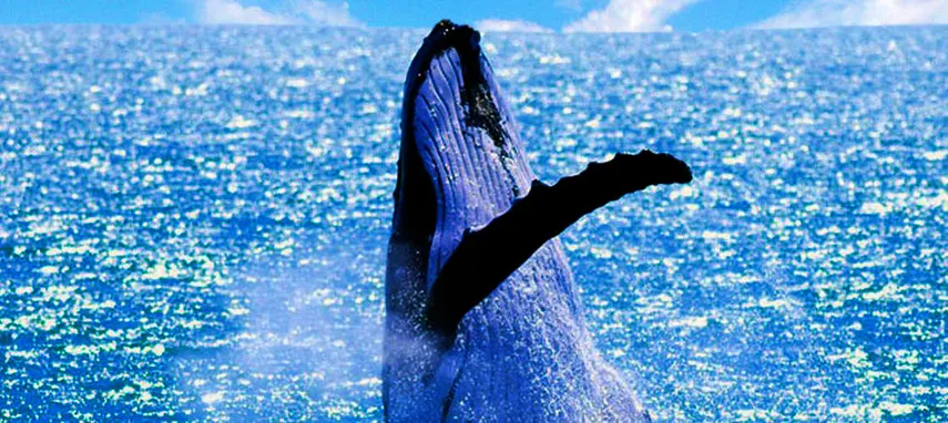 Intimate Whale Watching Cruise in Mooloolaba - 3 Hours