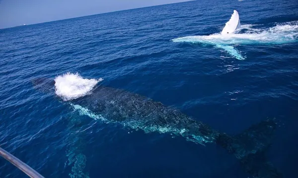 Intimate Whale Watching Cruise in Mooloolaba - 3 Hours