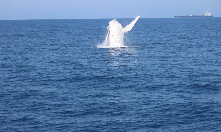 Intimate Whale Watching Cruise in Mooloolaba - 3 Hours