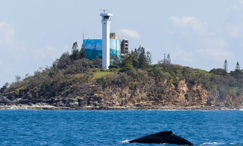 Intimate Whale Watching Cruise in Mooloolaba - 3 Hours