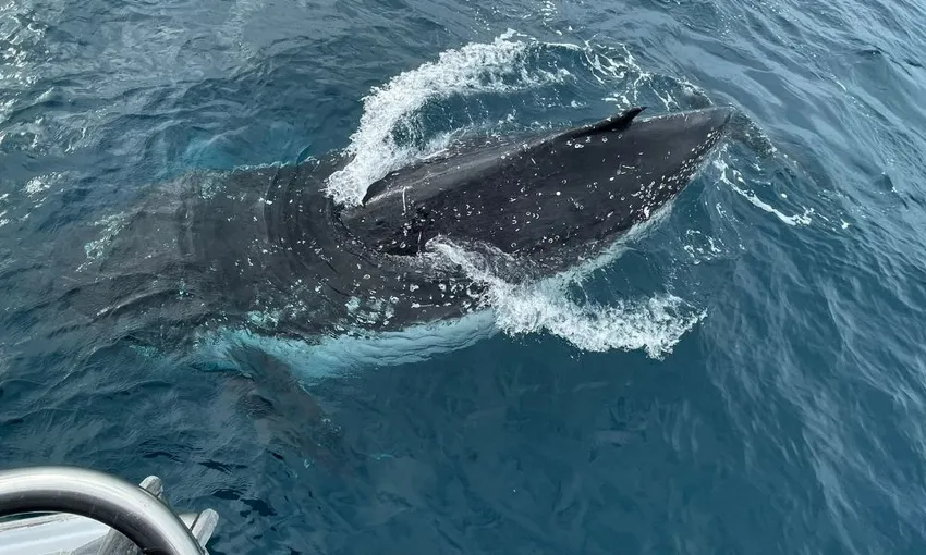 Intimate Whale Watching Cruise in Mooloolaba - 3 Hours