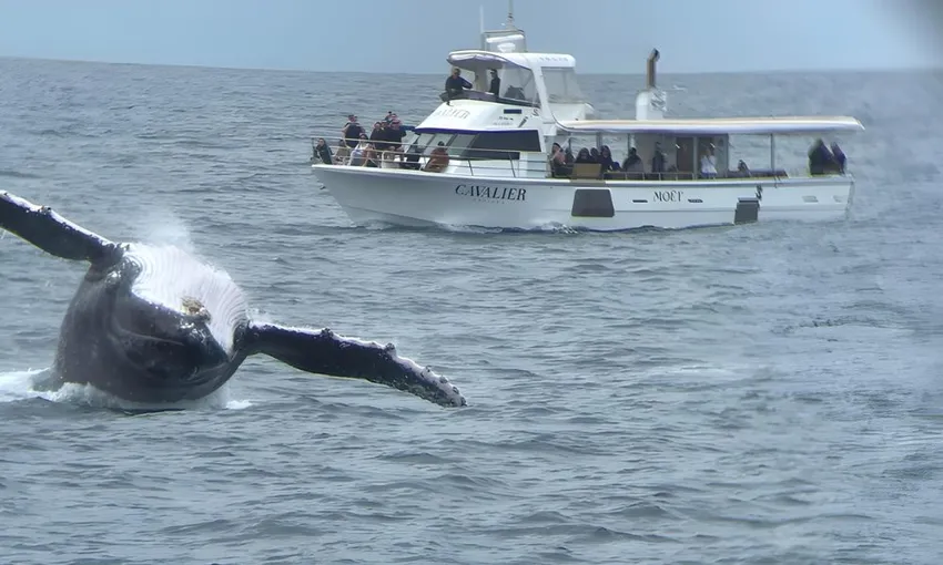 Intimate Whale Watching Cruise in Mooloolaba - 3 Hours