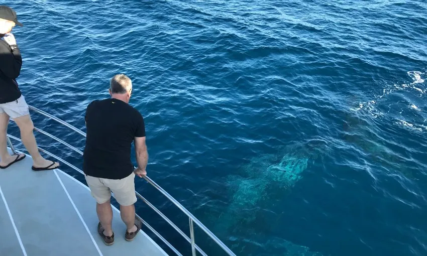 Intimate Whale Watching Cruise in Mooloolaba - 3 Hours