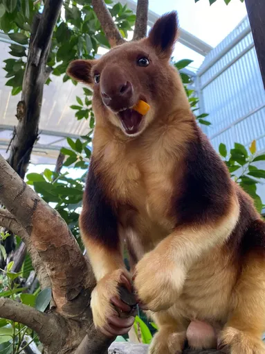 WILD LIFE Sydney Zoo Entry Tickets