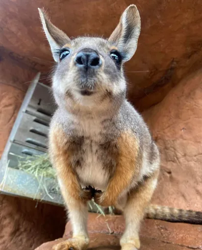 WILD LIFE Sydney Zoo Entry Tickets
