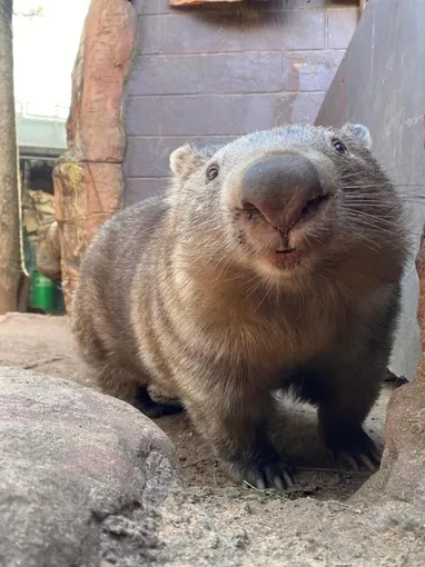 WILD LIFE Sydney Zoo Entry Tickets