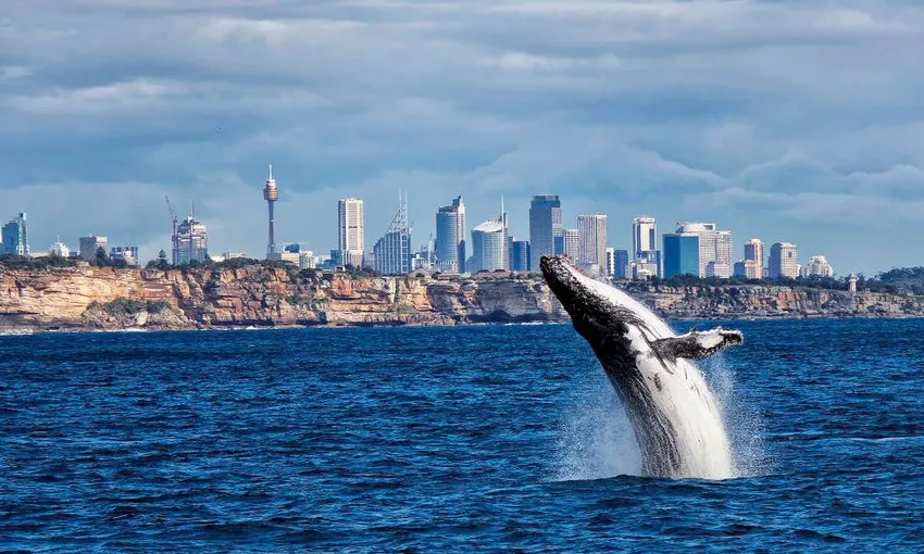 Sydney Whale Watching Breakfast Cruise, 4 Hours
