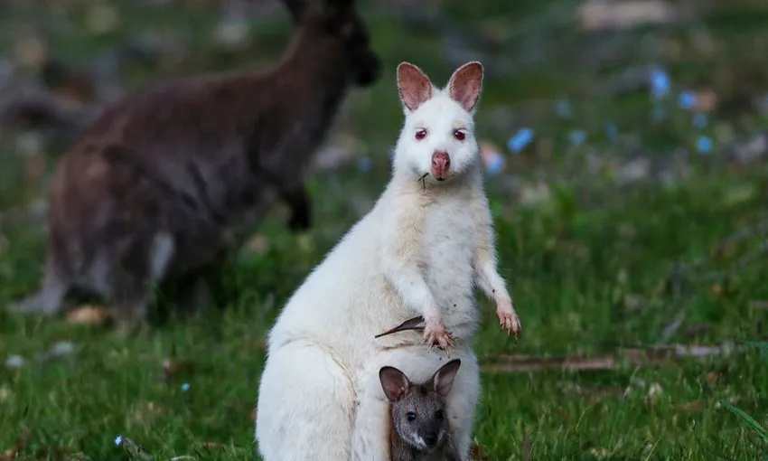 Bruny Island Gourmet Day Tour with Lunch