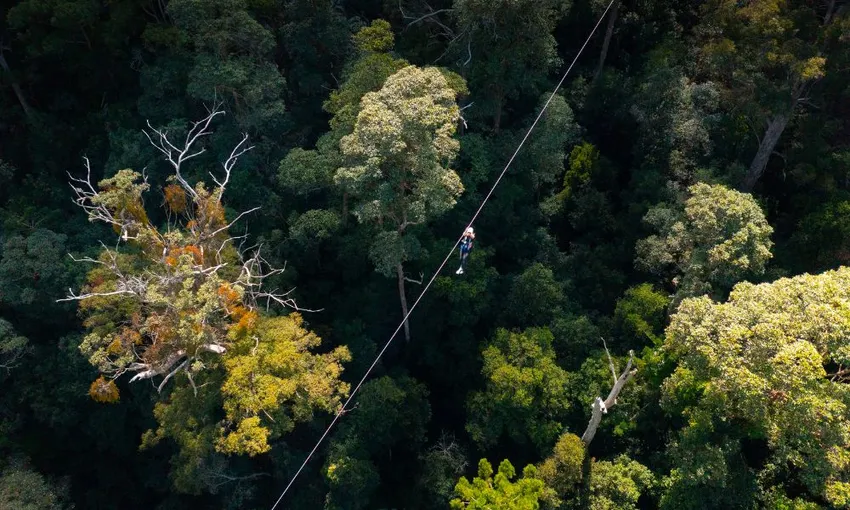 Guided Zipline Tour in Tamborine Mountain 