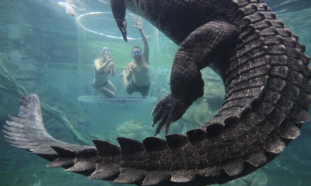 Swim With Crocodiles in the Cage Of Death & Cove Entry - For 2