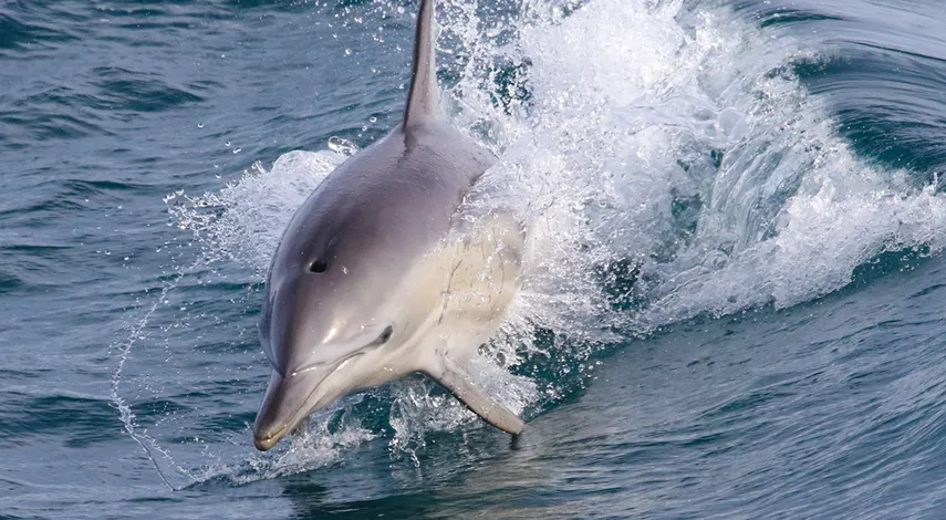 Wilsons Promontory National Park Day Cruise, 8 Hours