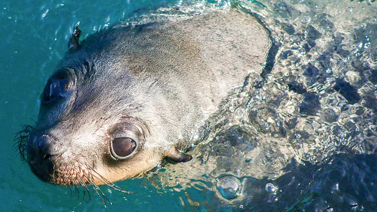 Wilsons Promontory National Park Day Cruise, 8 Hours