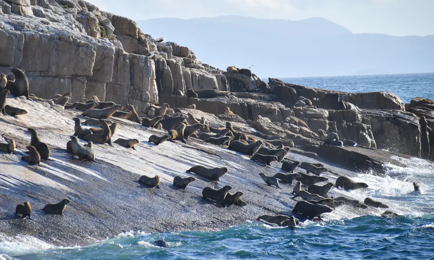 Wilsons Promontory National Park Day Cruise, 8 Hours