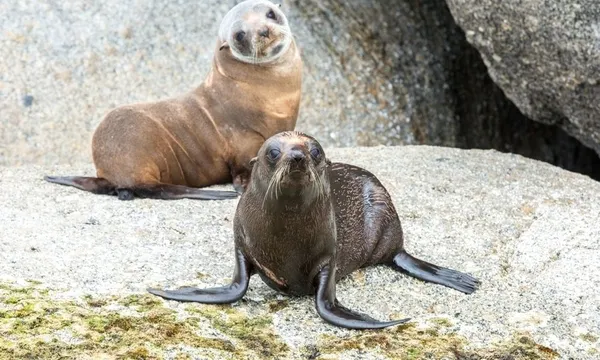 Victor Harbor Seal Island Tour