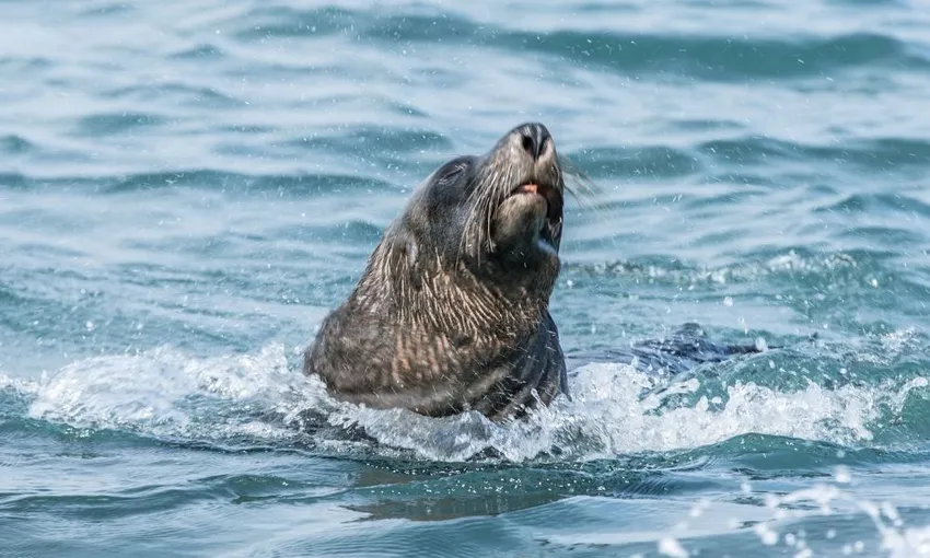 Victor Harbor Seal Island Tour 