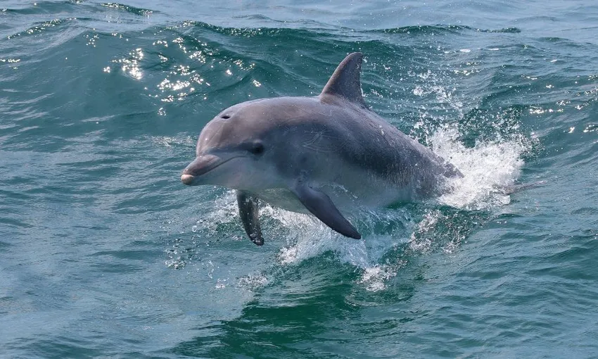 Jervis Bay Dolphin Spotting Cruise, 90 Minutes