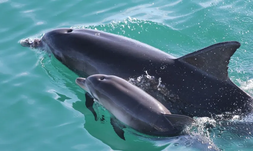 Jervis Bay Dolphin Spotting Cruise, 90 Minutes