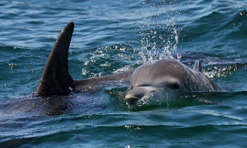 Jervis Bay Dolphin Spotting Cruise, 90 Minutes