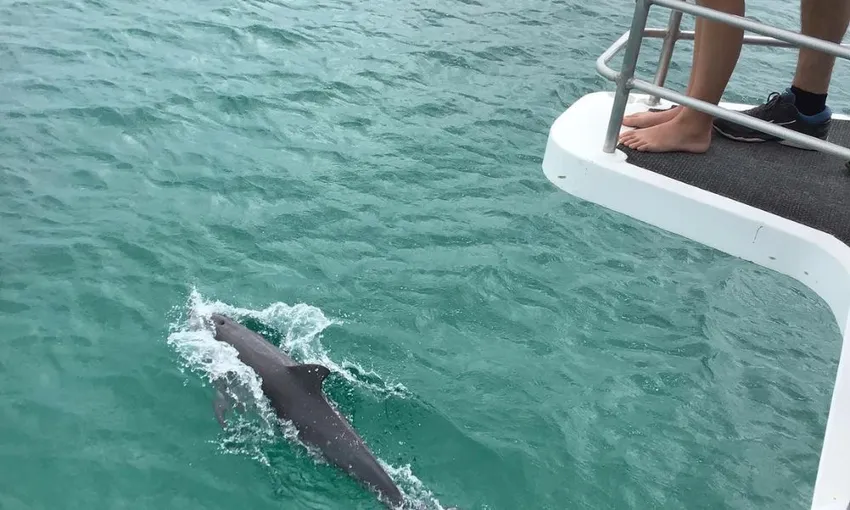 Jervis Bay Dolphin Spotting Cruise, 90 Minutes