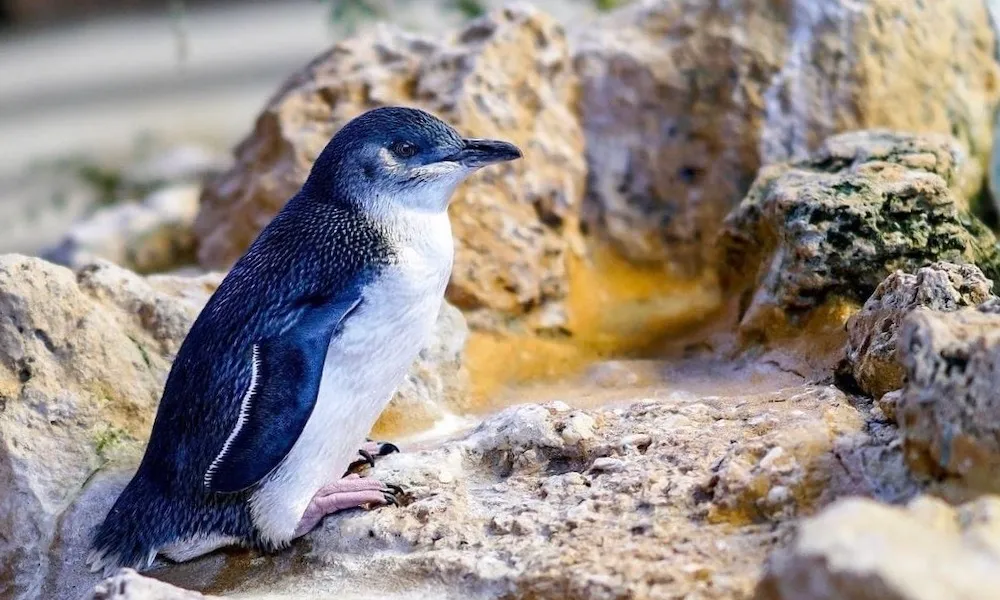 Penguin Island Wildlife Cruse | Experience Oz-4