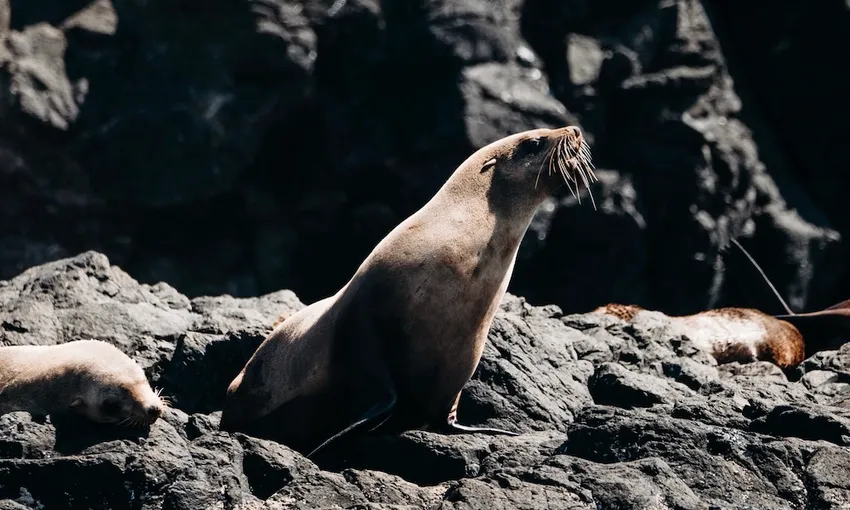 Wilsons Promontory National Park Day Cruise, 8 Hours